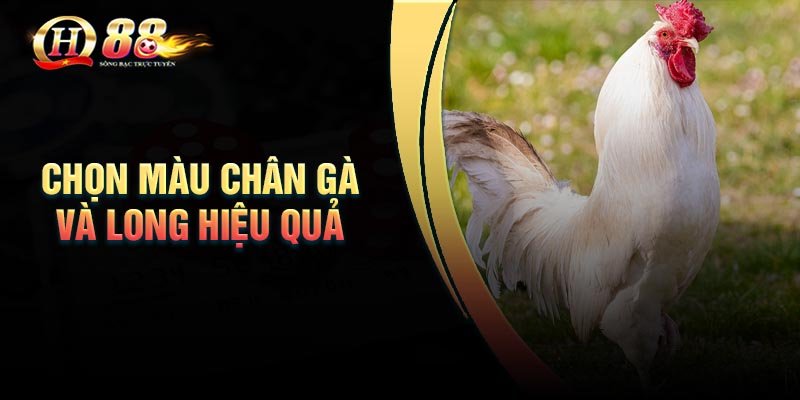 Kinh nghiệm của cao thủ khi hướng dẫn chọn màu chân gà đá chuẩn nhất